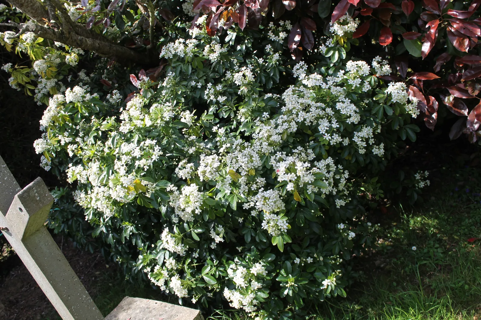 Mexican Orange, Mex. Mock Orange (Philadelphus Mexicanus) — shrub for full or half