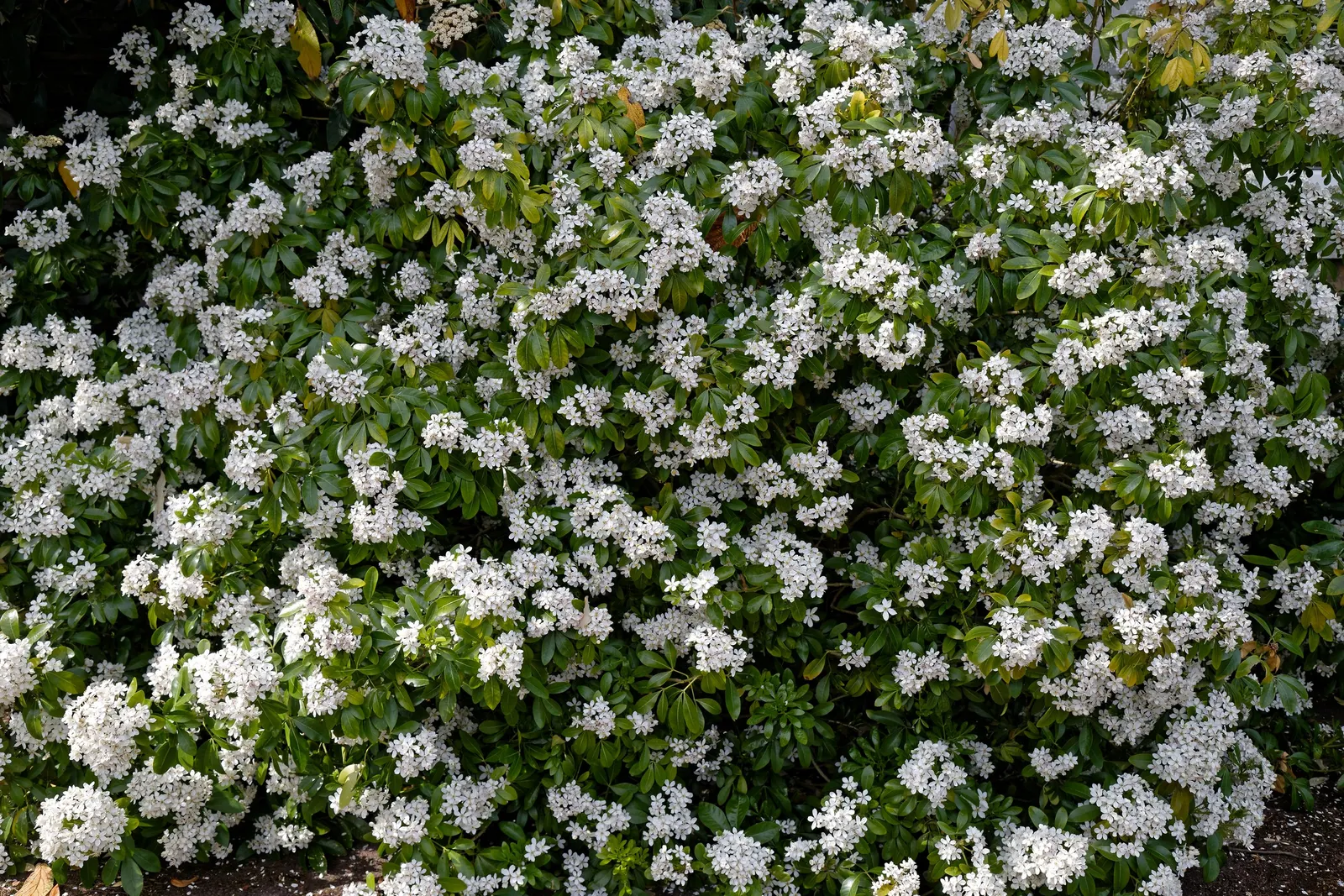 Mexican Orange, Mex. Mock Orange (Philadelphus Mexicanus) — with sporadic blooms in the autumn; white flowers in the garden, image 55