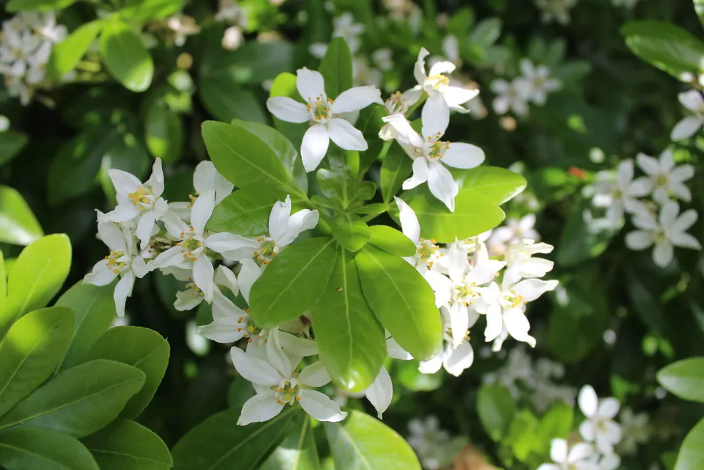 Mexican Orange, Mex. Mock Orange (Philadelphus Mexicanus) — Prefers well-drained soil and full sun to partial shade; it boasts clusters of, image 56