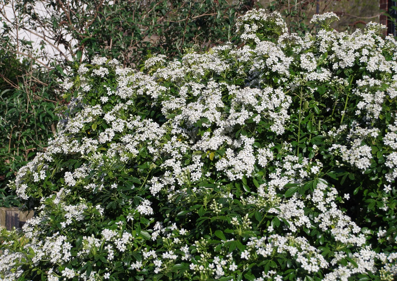 Mexican Orange, Mex. Mock Orange (Philadelphus Mexicanus) — Prefers well-drained soil and full sun to partial shade