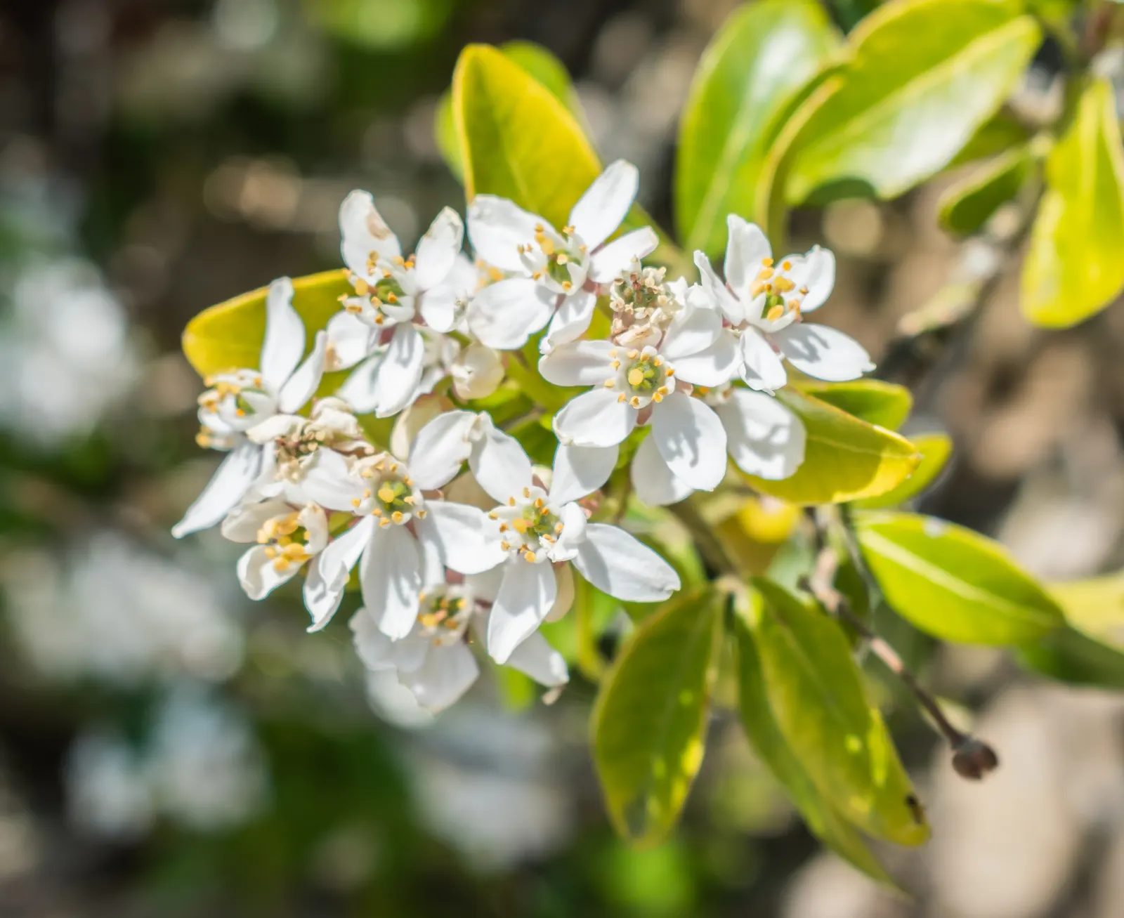 Mexican Orange, Mex. Mock Orange (Philadelphus Mexicanus) — shrub with white blooms; resembling that of an orange tree