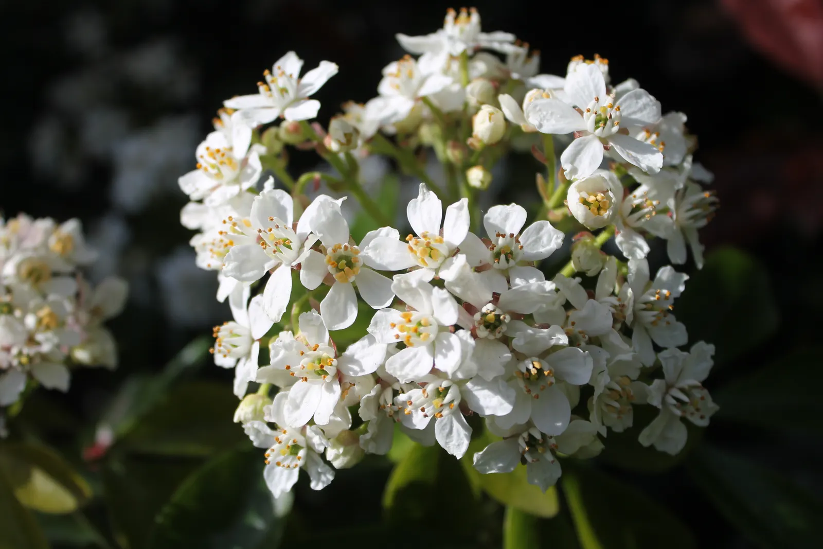 Mexican Orange, Mex. Mock Orange (Philadelphus Mexicanus) — Its glossy, trifoliate green leaves emanate a distinctive fragrance when bruised; it is, image 51
