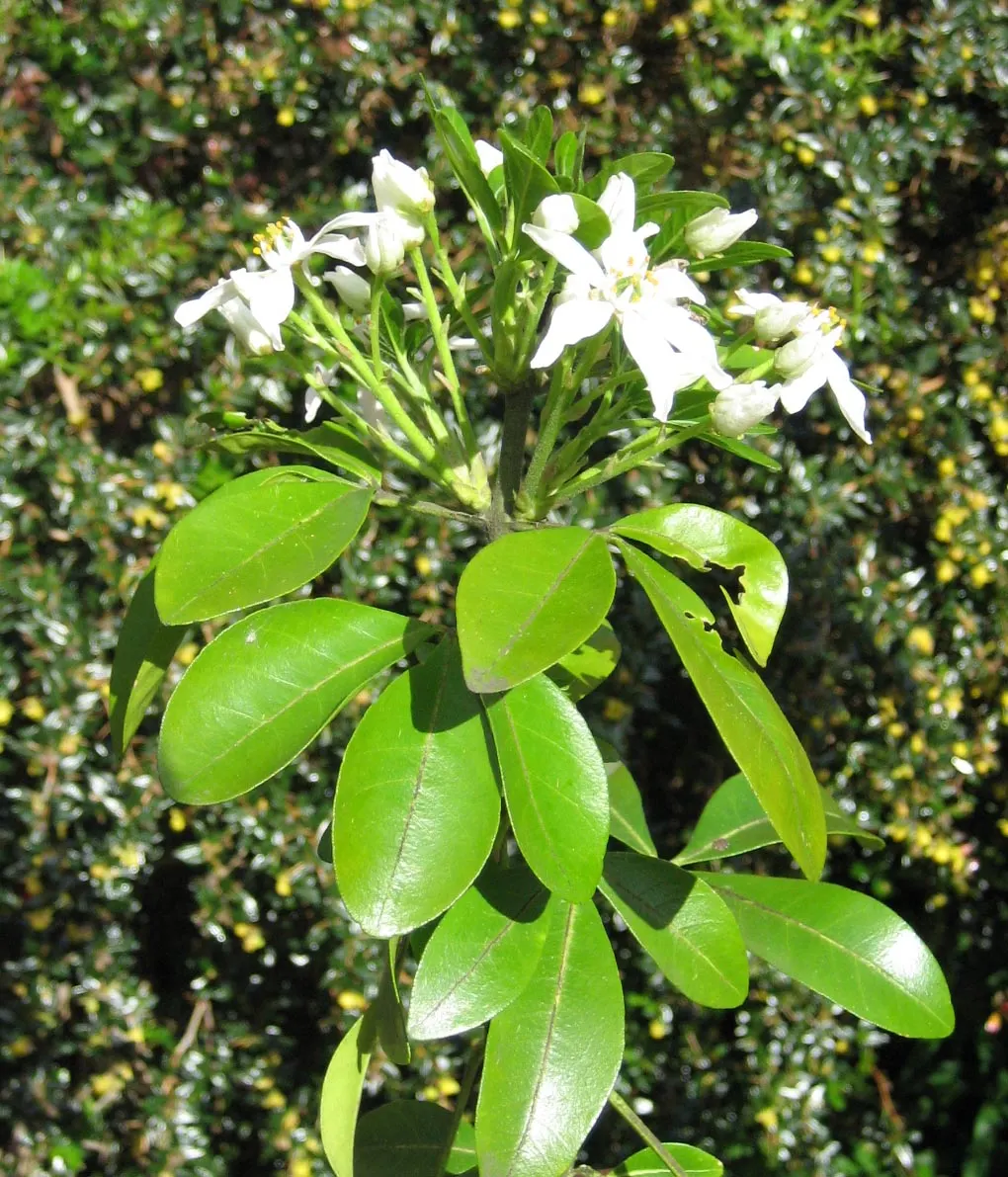 Mexican Orange, Mex. Mock Orange (Philadelphus Mexicanus) — bright green leaves divided into three leaflets; in late spring and again in early autumn, the
