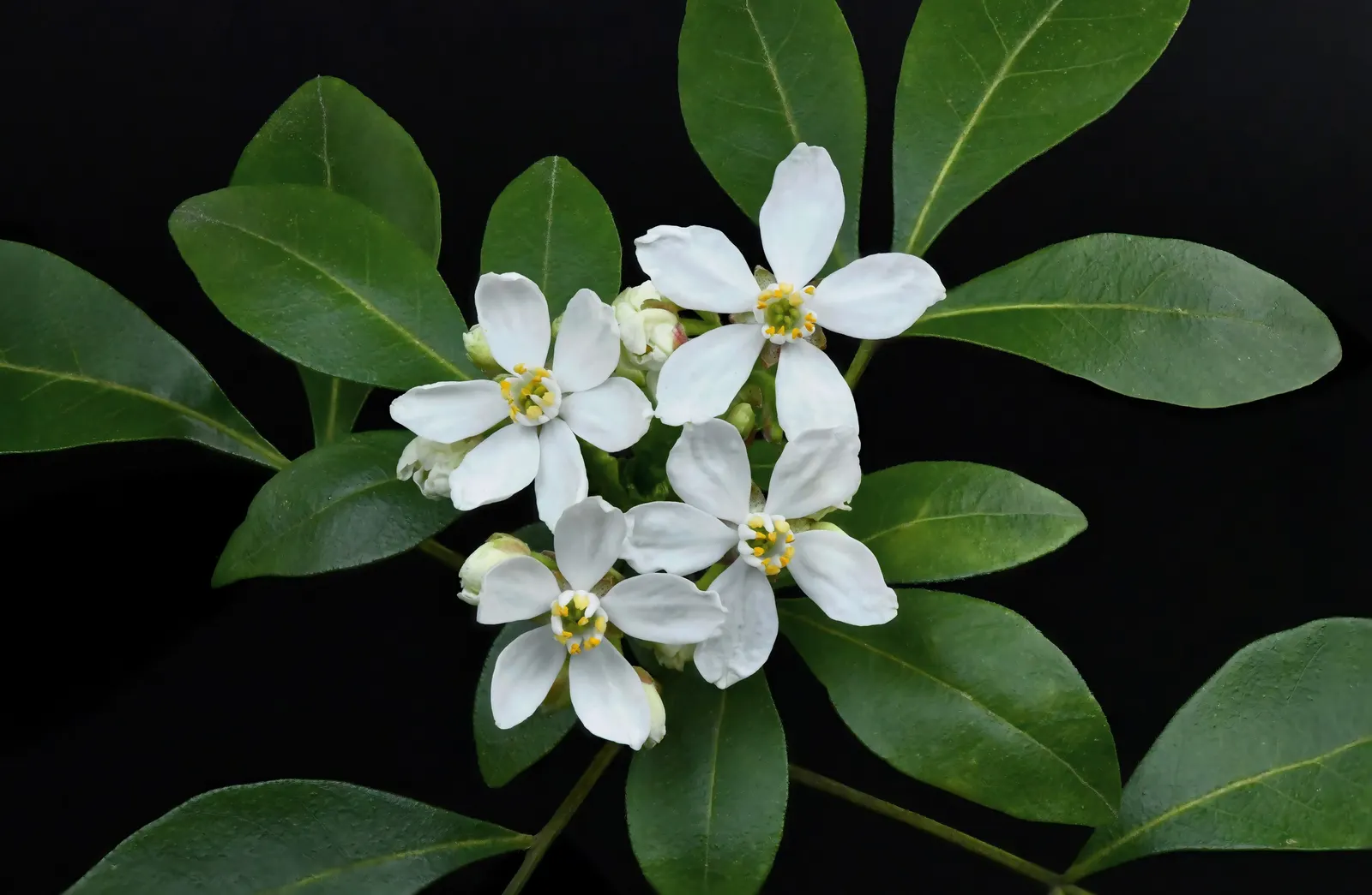Mexican Orange, Mex. Mock Orange (Philadelphus Mexicanus) — commonly referred to as the Mexican Orange or Mexican Mock Orange