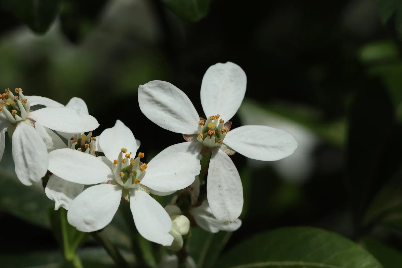 Mexican Orange, Mex. Mock Orange (Philadelphus Mexicanus) — From late spring to early summer; choisya ternata, commonly known as Mexican Orange or Mex