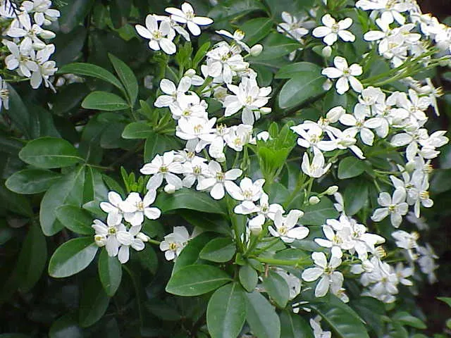 Mexican Orange, Mex. Mock Orange (Philadelphus Mexicanus) — Mock Orange, is an evergreen shrub with a rounded habit, reaching 6-8 ft high and wide; its growth