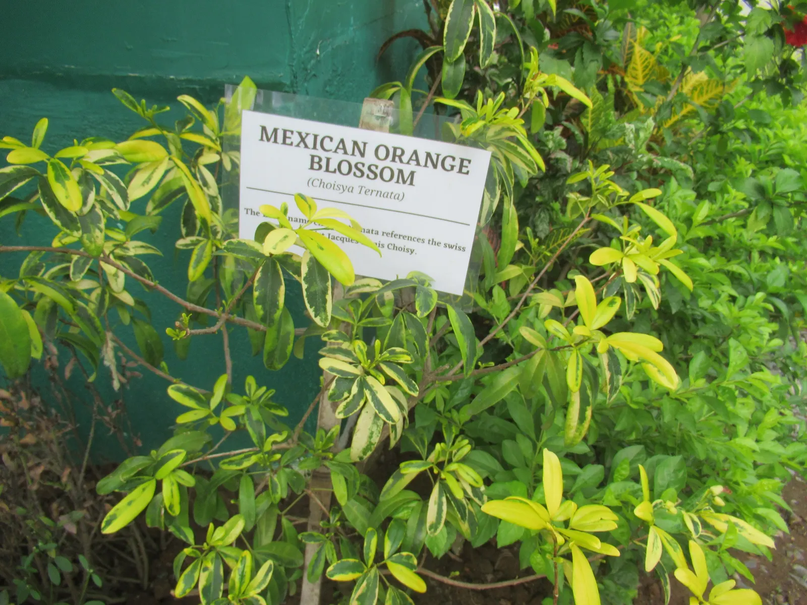 Mexican Orange, Mex. Mock Orange (Philadelphus Mexicanus) — it boasts clusters of star-shaped; prefers well-drained soil and full sun to partial shade
