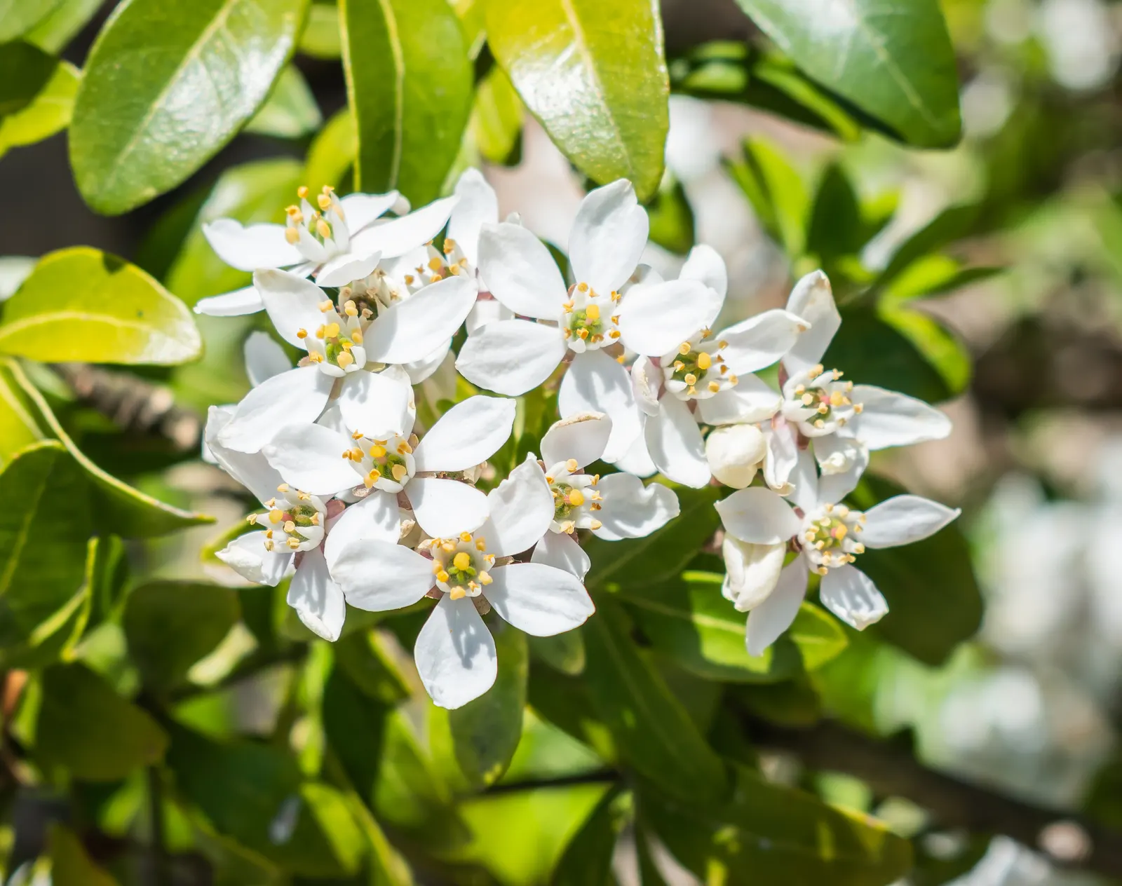 Mexican Orange, Mex. Mock Orange (Philadelphus Mexicanus) — It typically grows to a maturity of about 6 to 8 feet tall and spreads out to an equal, image 58