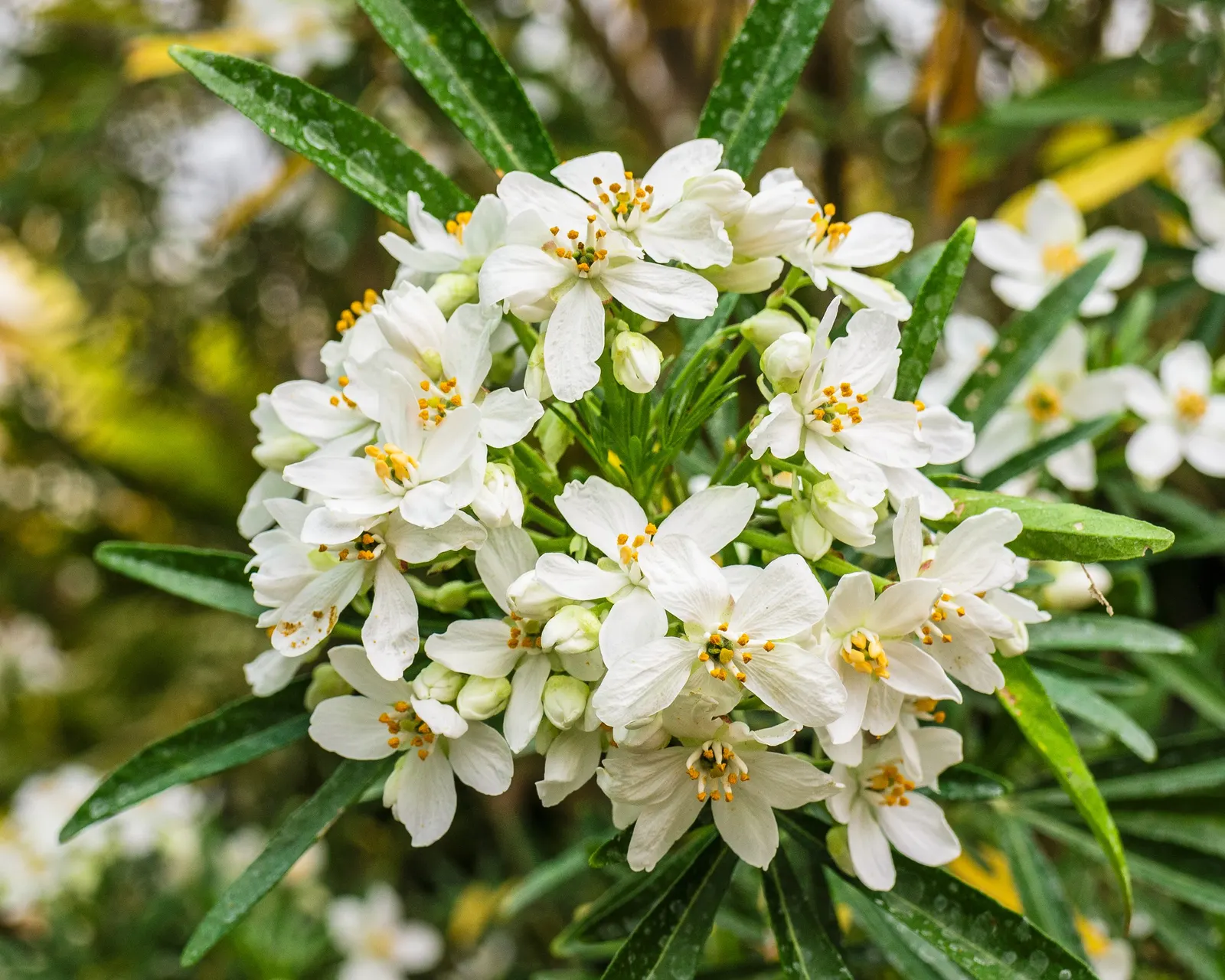 Mexican Orange, Mex. Mock Orange (Philadelphus Mexicanus) — Mock Orange, is an evergreen shrub with a rounded habit, reaching 6-8 ft high and wide, image 50