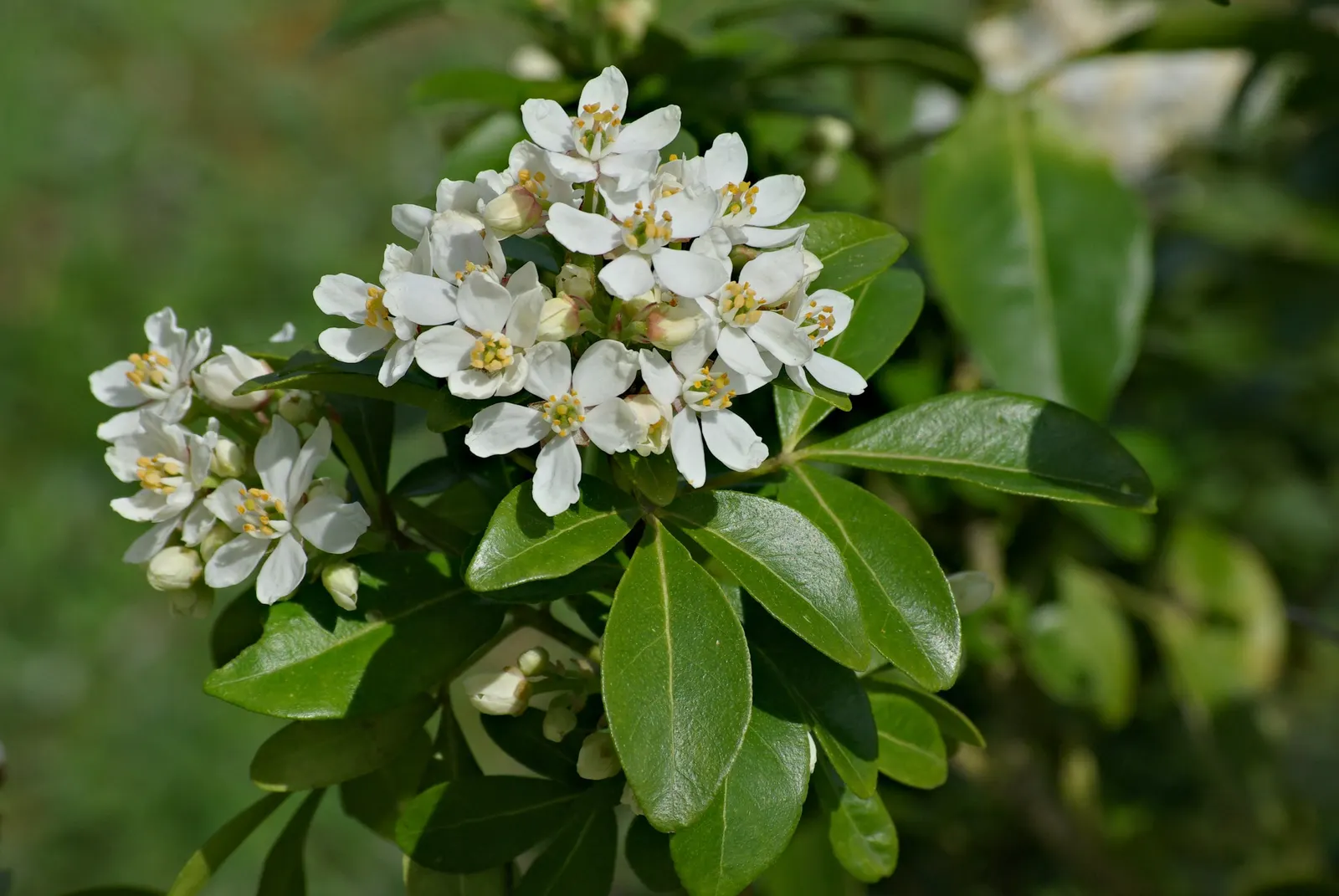 Mexican Orange, Mex. Mock Orange (Philadelphus Mexicanus) — which is where its common name originates; white blossoms that exude a sweet aroma, image 63
