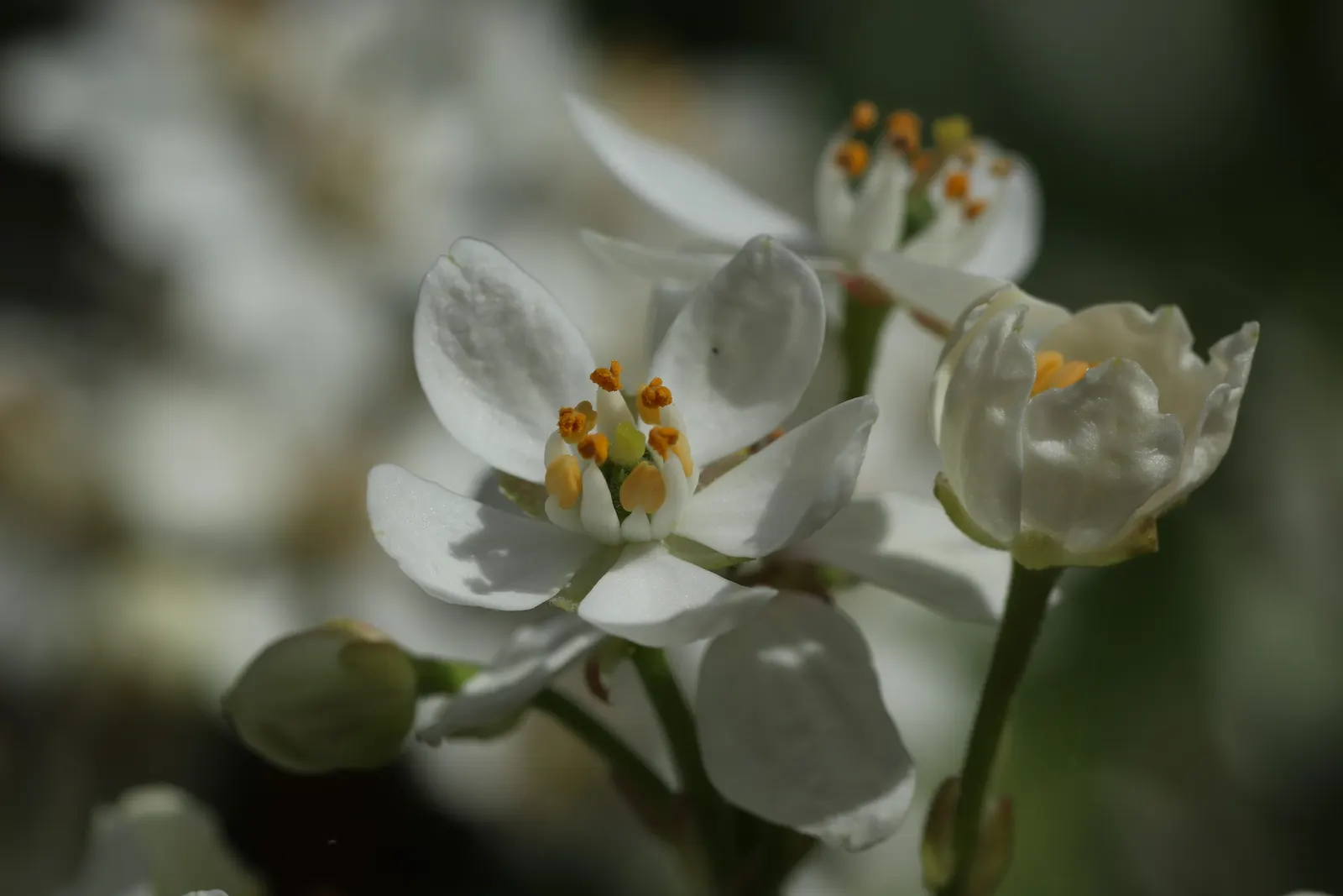 Mexican Orange, Mex. Mock Orange (Philadelphus Mexicanus) — Mock Orange, is an evergreen shrub with a rounded habit, reaching 6-8 ft high and wide