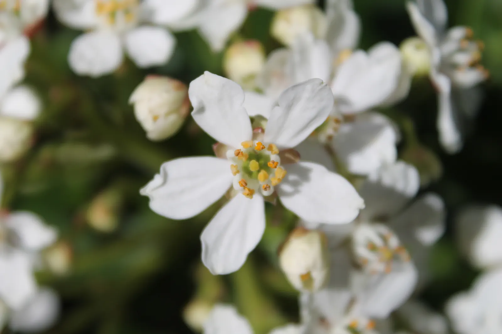 Mexican Orange, Mex. Mock Orange (Philadelphus Mexicanus) — Its growth habit makes it a versatile choice for landscape designs; mock Orange, is an, image 59