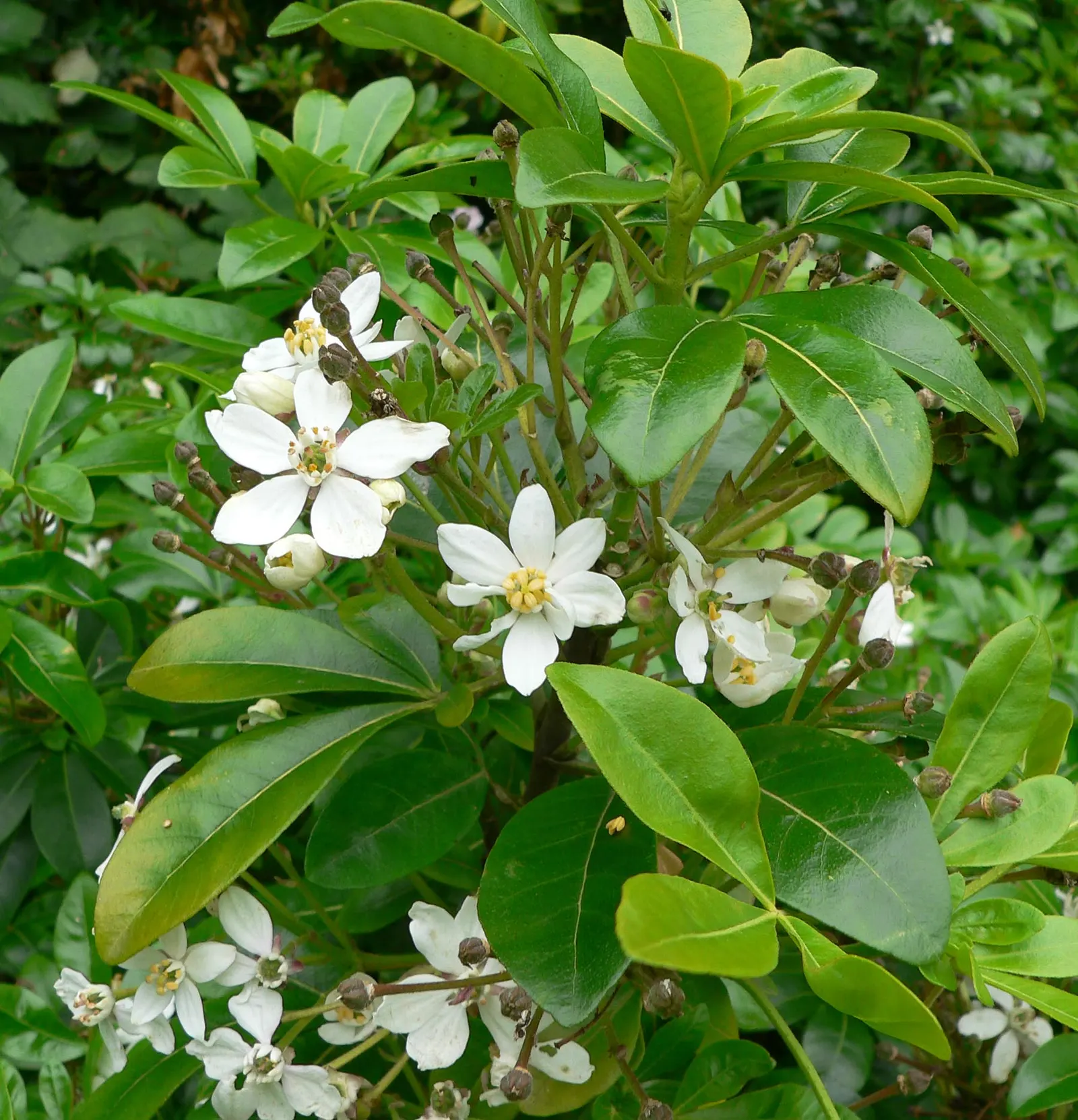 Mexican Orange, Mex. Mock Orange (Philadelphus Mexicanus) — This shrub requires minimal maintenance once established