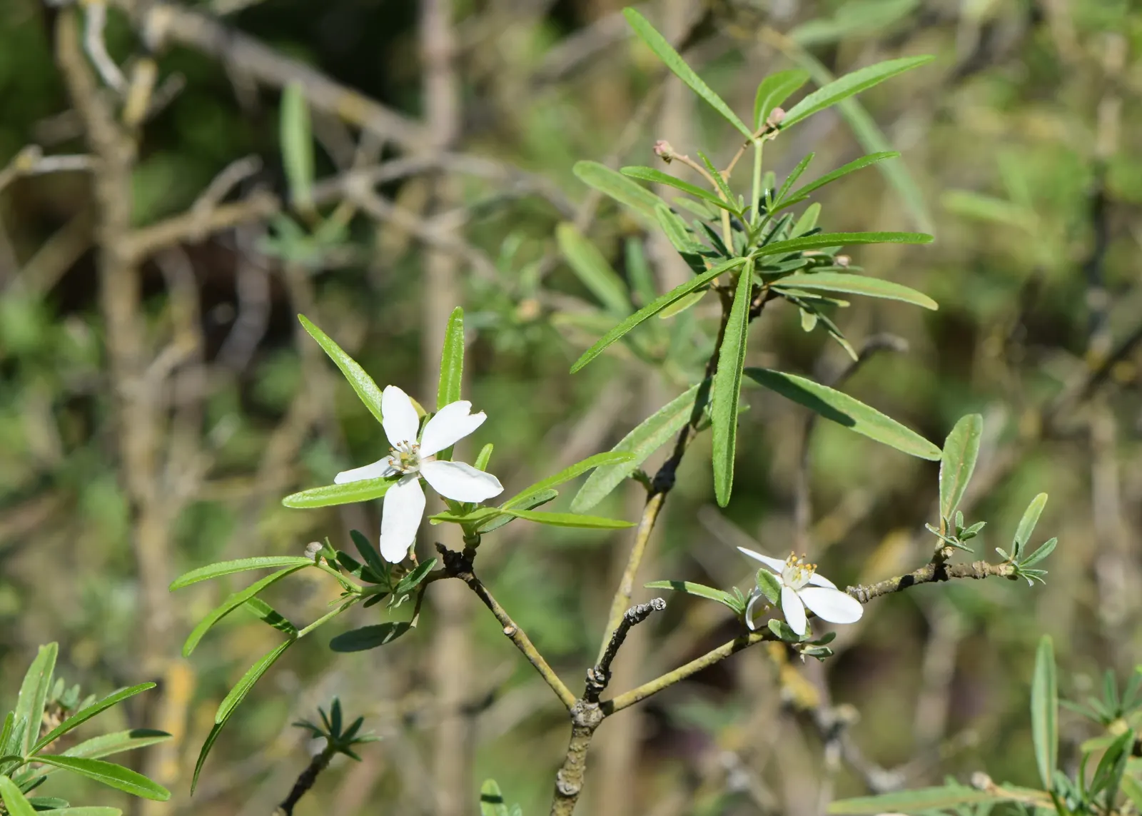 Mexican Orange, Mex. Mock Orange (Philadelphus Mexicanus) — From late spring to early summer
