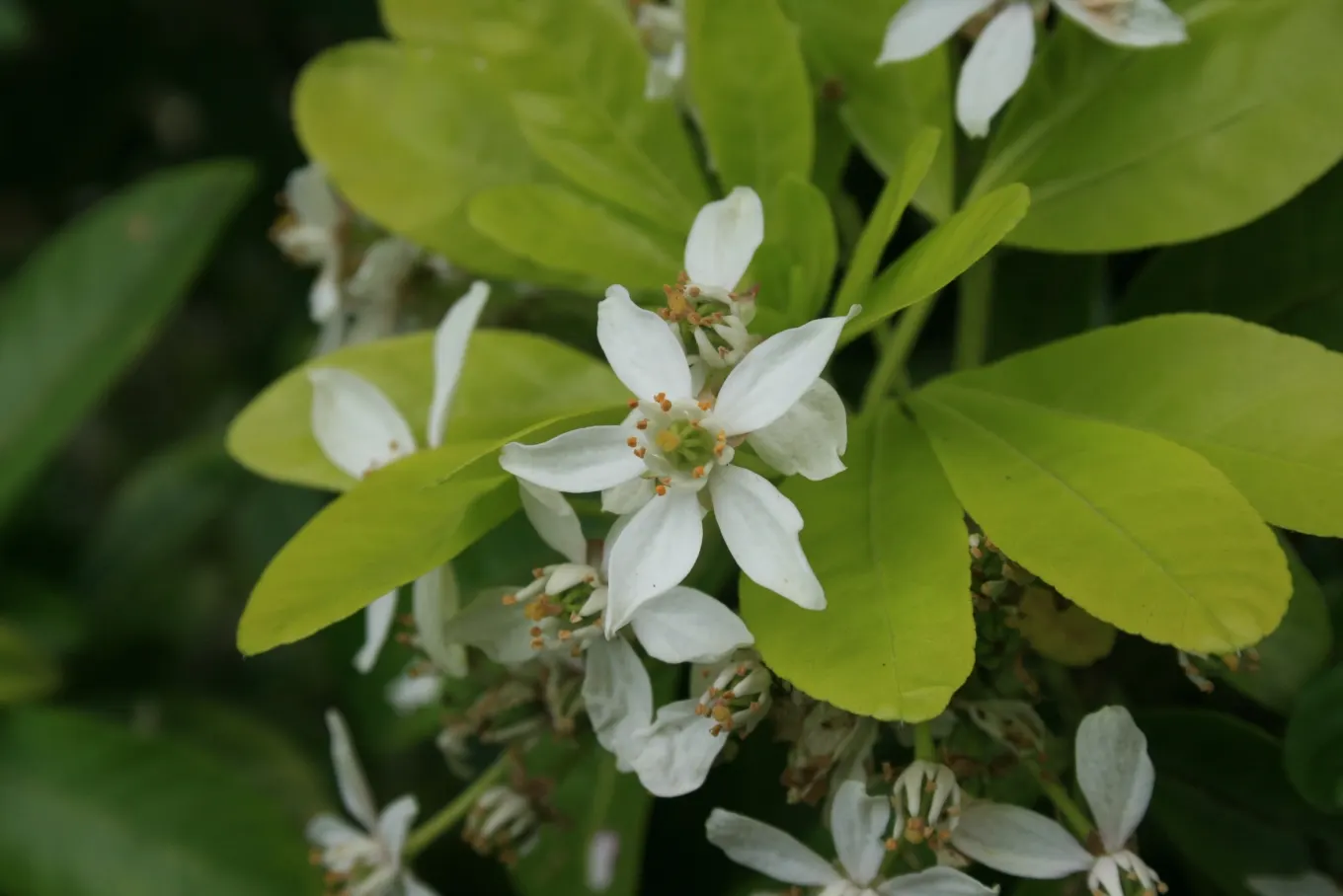 Mexican Orange, Mex. Mock Orange (Philadelphus Mexicanus) — white blossoms that exude a sweet aroma; which is where its common name originates, image 54