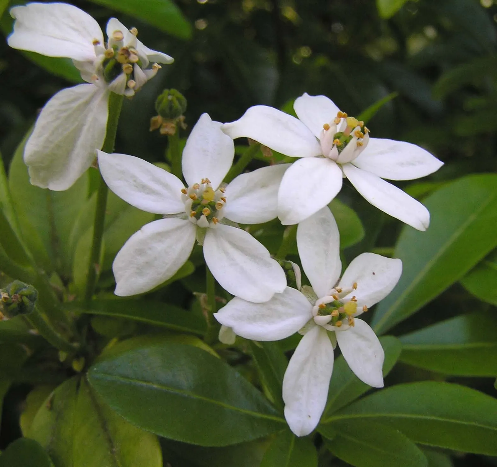Mexican Orange, Mex. Mock Orange (Philadelphus Mexicanus) — Its growth habit makes it a versatile choice for landscape designs; mock Orange, is an evergreen