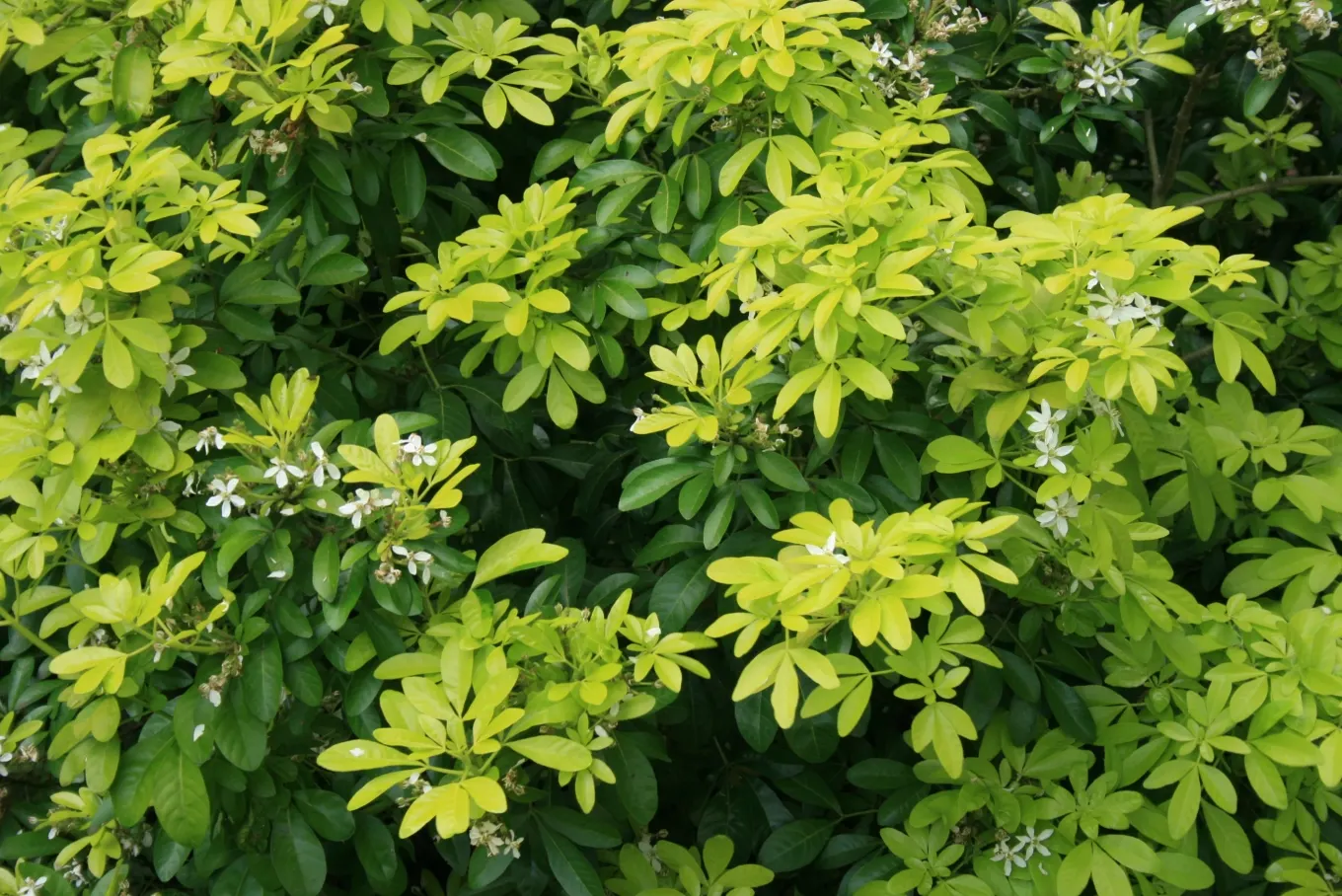 Mexican Orange, Mex. Mock Orange (Philadelphus Mexicanus) — It is tolerant of different soil types, provided they are well-drained; its glossy, trifoliate