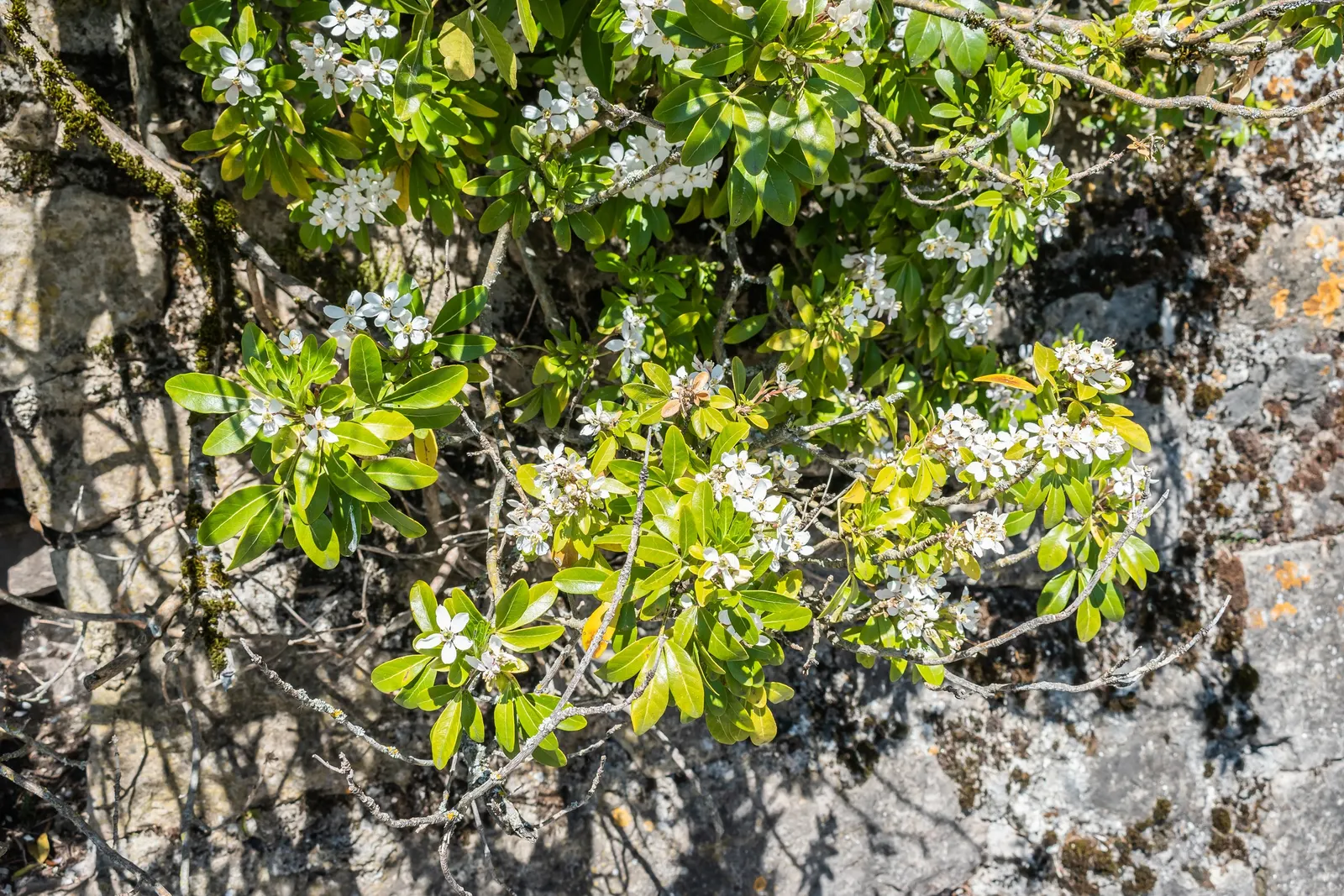 Mexican Orange, Mex. Mock Orange (Philadelphus Mexicanus) — with sporadic blooms in the autumn; white flowers in the garden