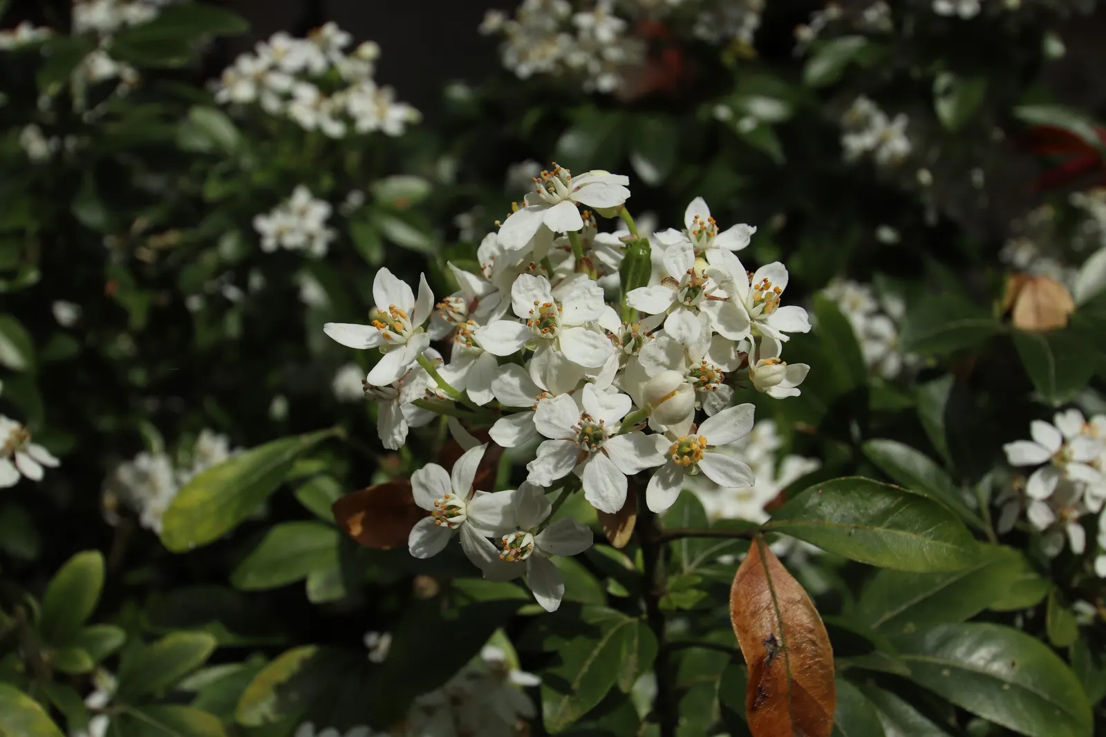 Mexican Orange, Mex. Mock Orange (Philadelphus Mexicanus) — Choisya ternata, commonly known as Mexican Orange or Mex