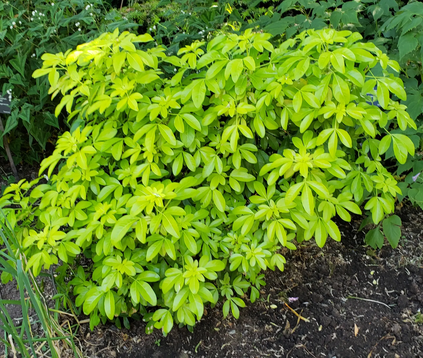 Mexican Orange, Mex. Mock Orange (Philadelphus Mexicanus) — commonly referred to as the Mexican Orange or Mexican Mock Orange; serving equally well as a focal