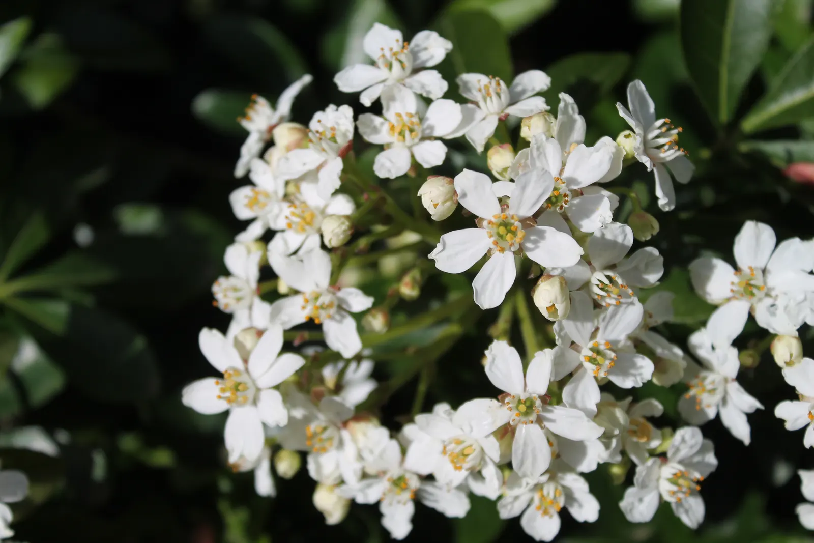 Mexican Orange, Mex. Mock Orange (Philadelphus Mexicanus) — This shrub requires minimal maintenance once established; it typically grows to a, image 67