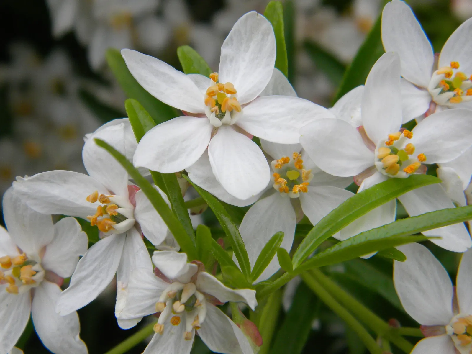 Mexican Orange, Mex. Mock Orange (Philadelphus Mexicanus) — From late spring to early summer; choisya ternata, commonly known as Mexican Orange or, image 52