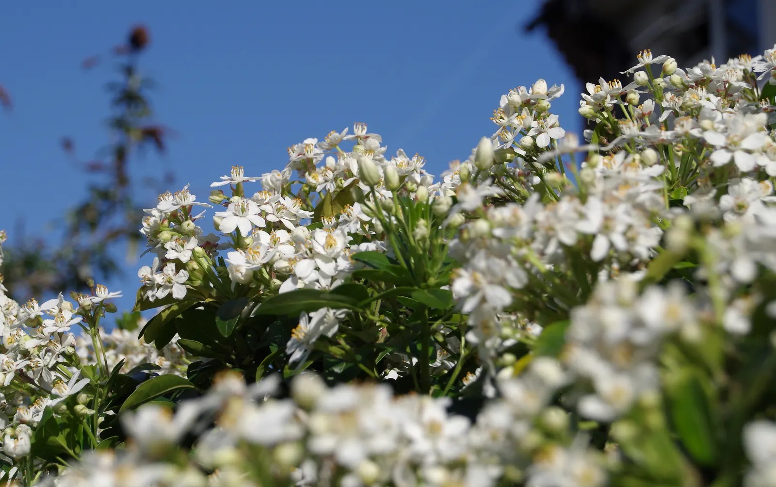 Mexican Orange, Mex. Mock Orange (Philadelphus Mexicanus) — serving equally well as a focal point or a lovely backdrop when grouped.<br><br>The, image 36