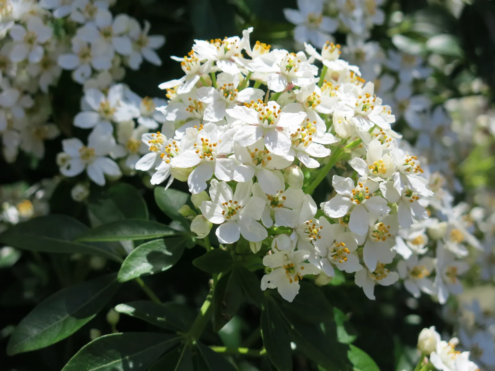 Mexican Orange, Mex. Mock Orange (Philadelphus Mexicanus) — white blossoms that exude a sweet aroma