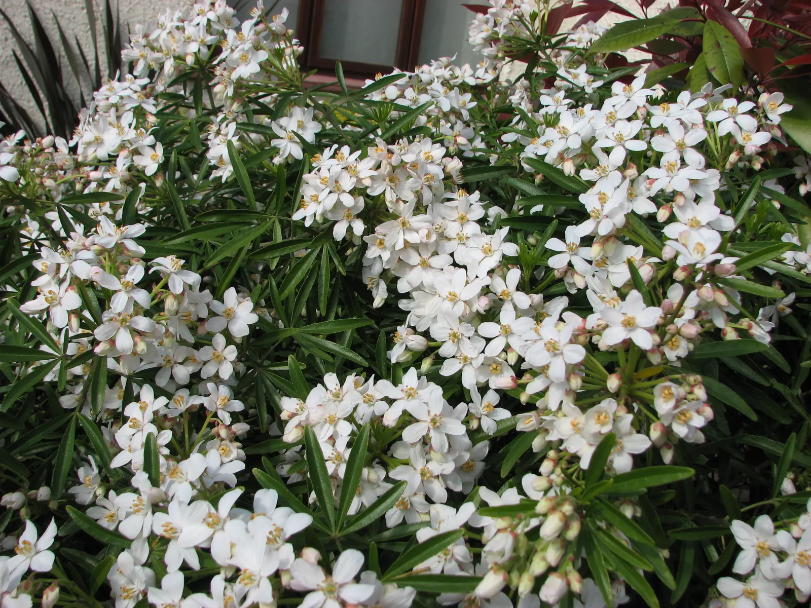 Mexican Orange, Mex. Mock Orange (Philadelphus Mexicanus) — making it an excellent low-care choice for both novice and experienced gardeners
