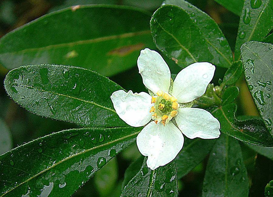 Mexican Orange, Mex. Mock Orange (Philadelphus Mexicanus) — serving equally well as a focal point or a lovely backdrop when grouped.<br><br>The, image 60