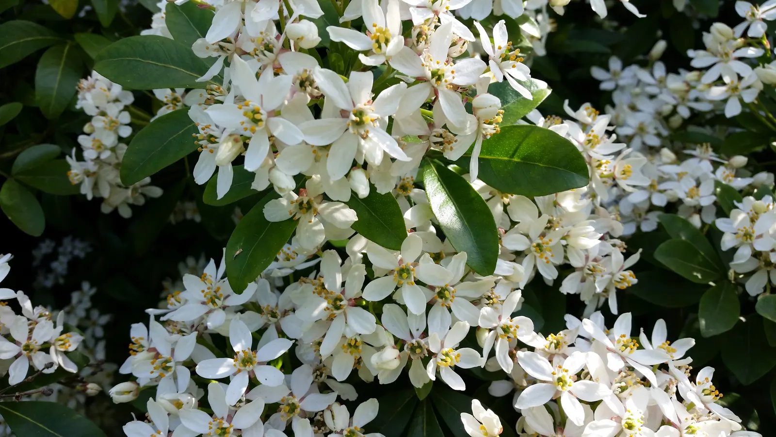 Mexican Orange, Mex. Mock Orange (Philadelphus Mexicanus) — Its growth habit makes it a versatile choice for landscape designs