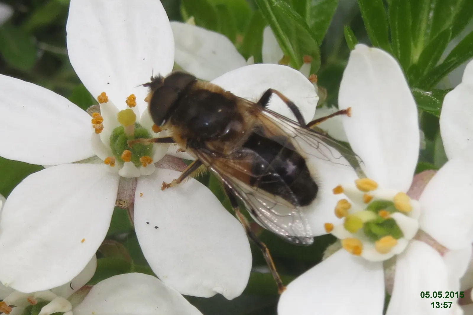 Mexican Orange, Mex. Mock Orange (Philadelphus Mexicanus) — resembling that of an orange tree