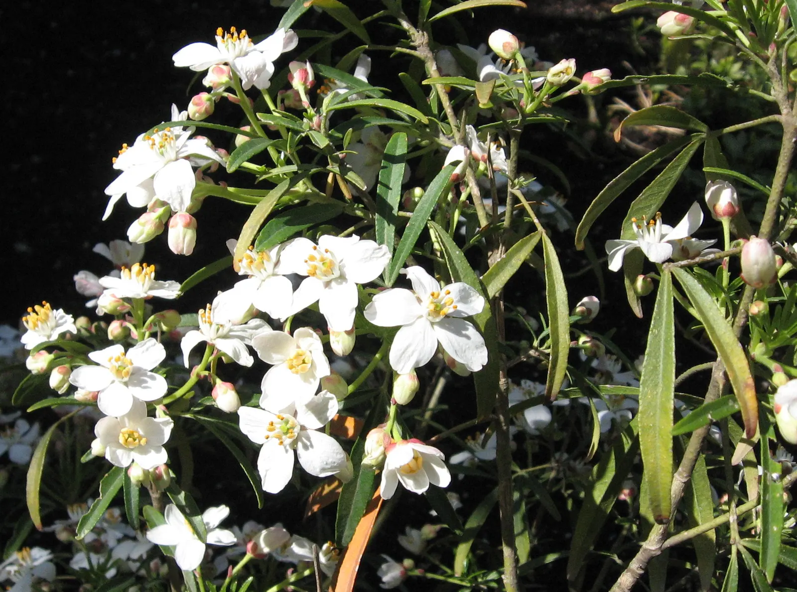 Mexican Orange, Mex. Mock Orange (Philadelphus Mexicanus) — It is tolerant of different soil types, provided they are well-drained