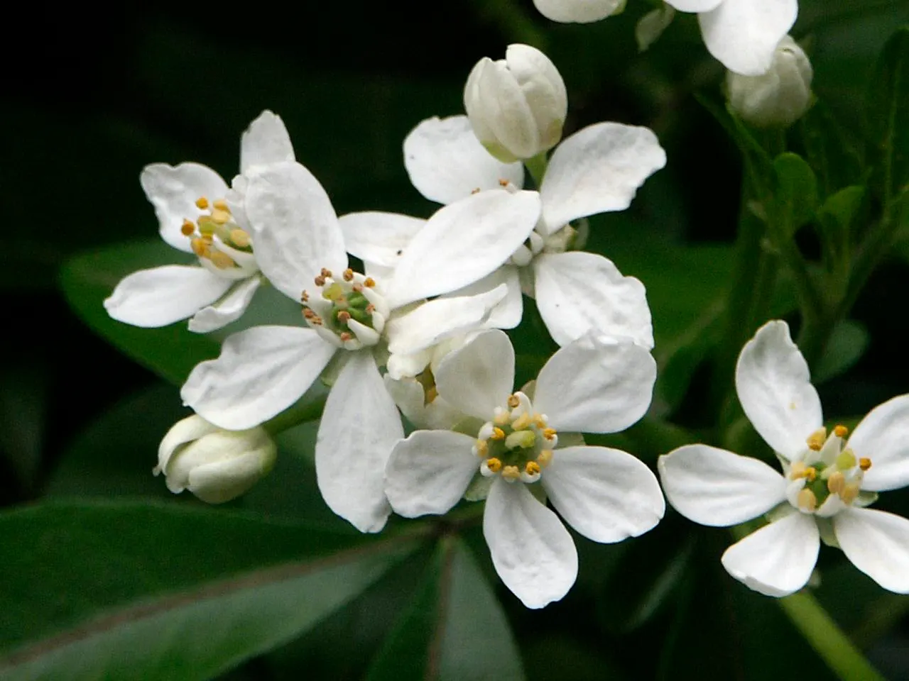 Mexican Orange, Mex. Mock Orange (Philadelphus Mexicanus) — bright green leaves divided into three leaflets