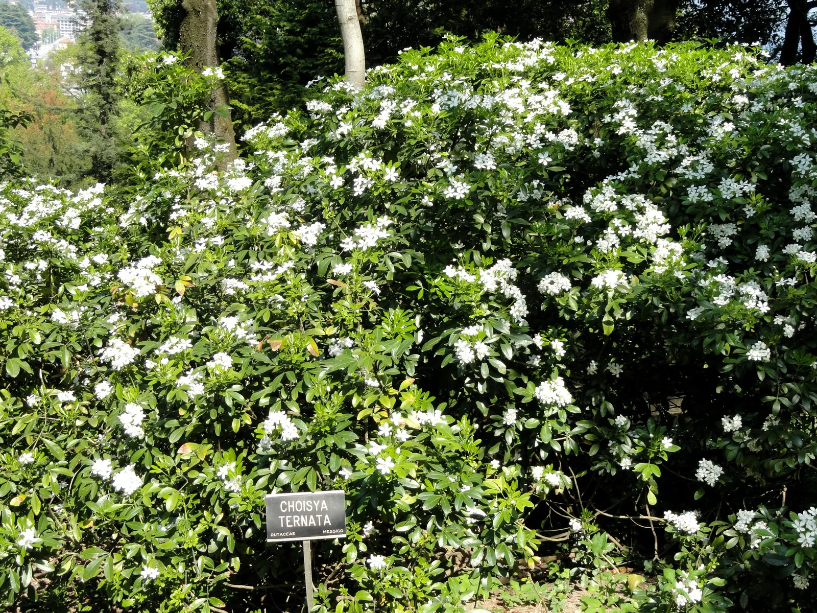 Mexican Orange, Mex. Mock Orange (Philadelphus Mexicanus) — Its glossy, trifoliate green leaves emanate a distinctive fragrance when bruised; it is tolerant of