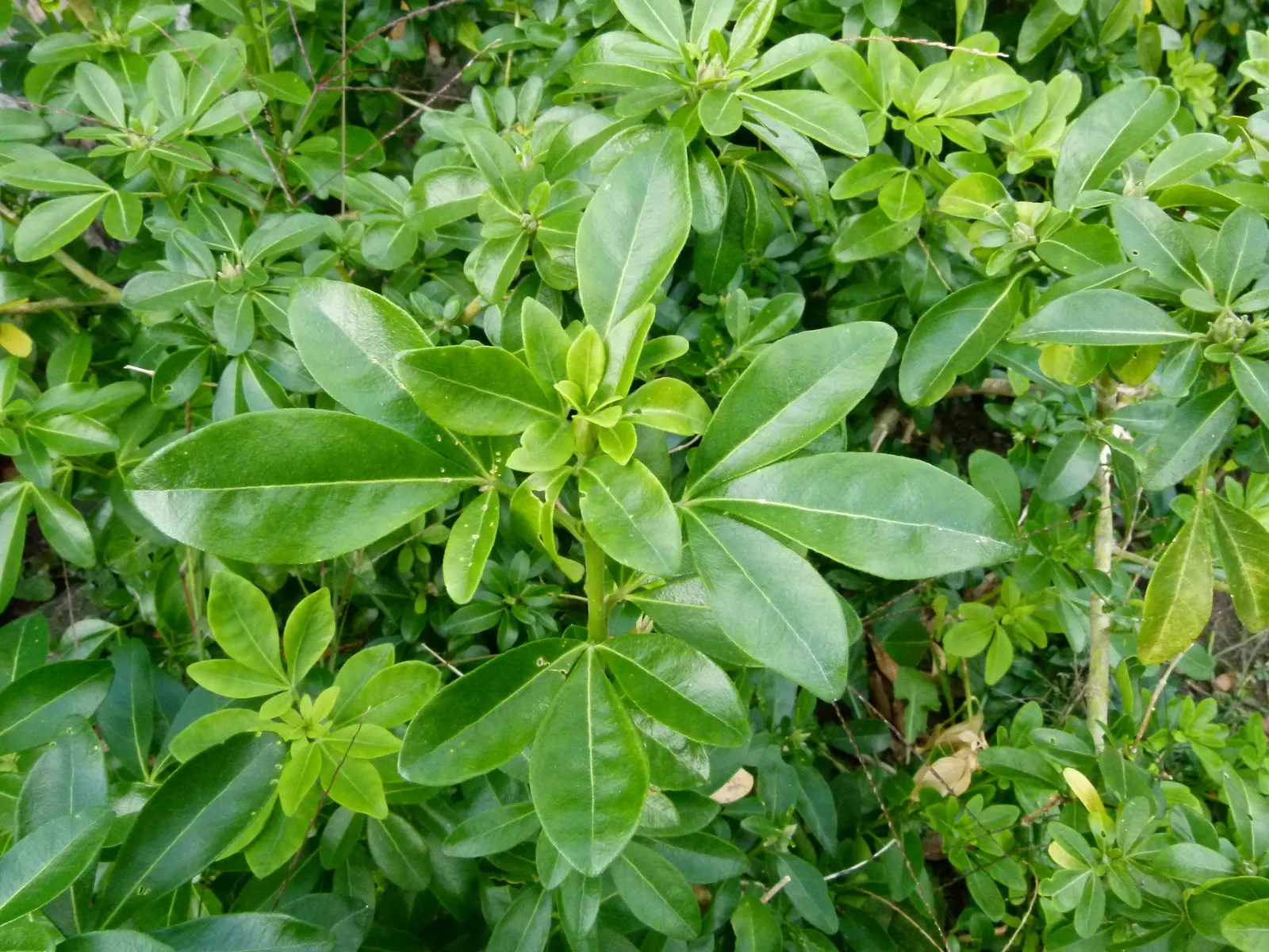 Mexican Orange, Mex. Mock Orange (Philadelphus Mexicanus) — In late spring and again in early autumn, the plant becomes decorated with clusters of small white