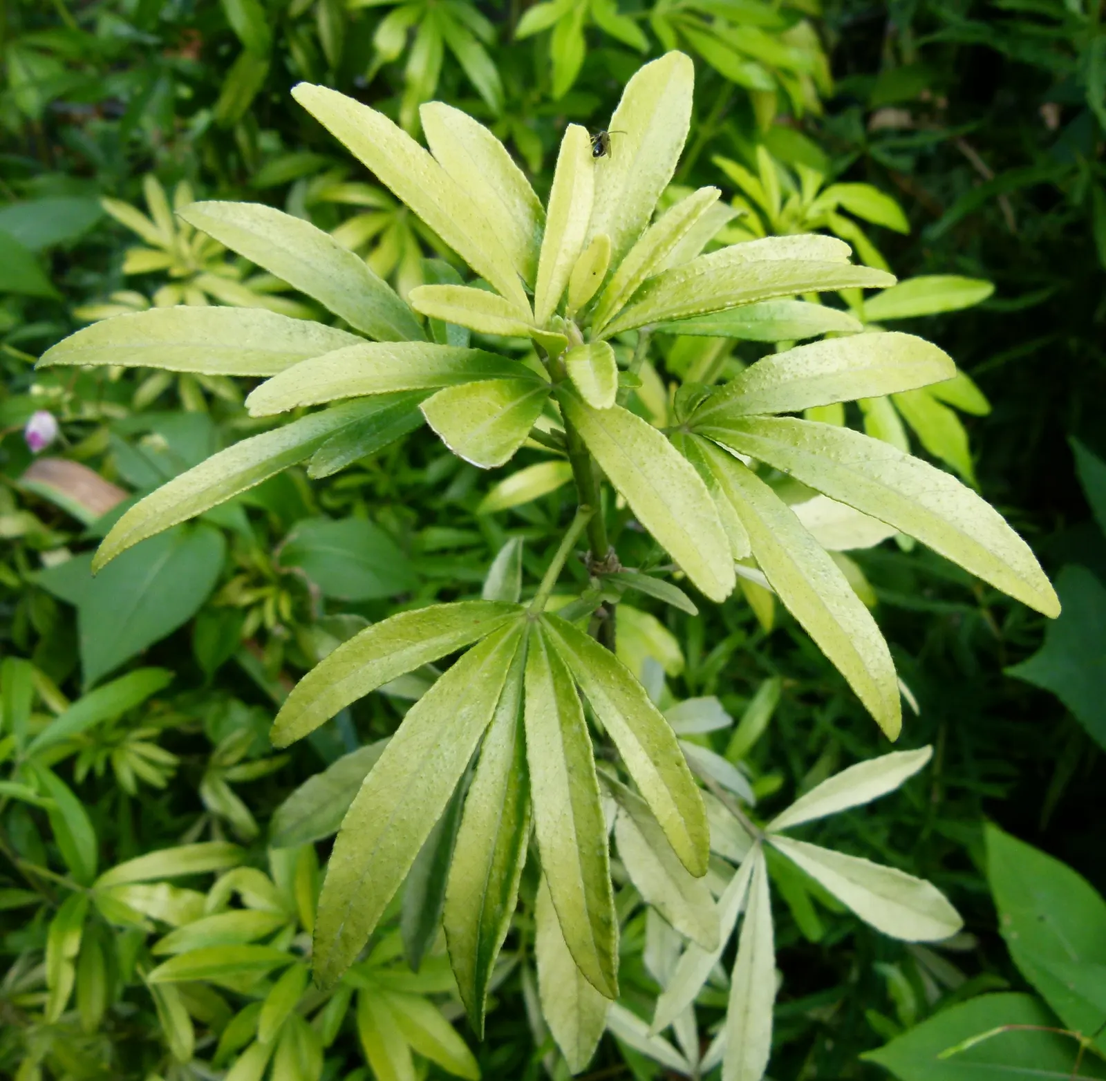 Mexican Orange, Mex. Mock Orange (Philadelphus Mexicanus) — preferring full sun to partial shade; making it an excellent low-care choice for both novice and