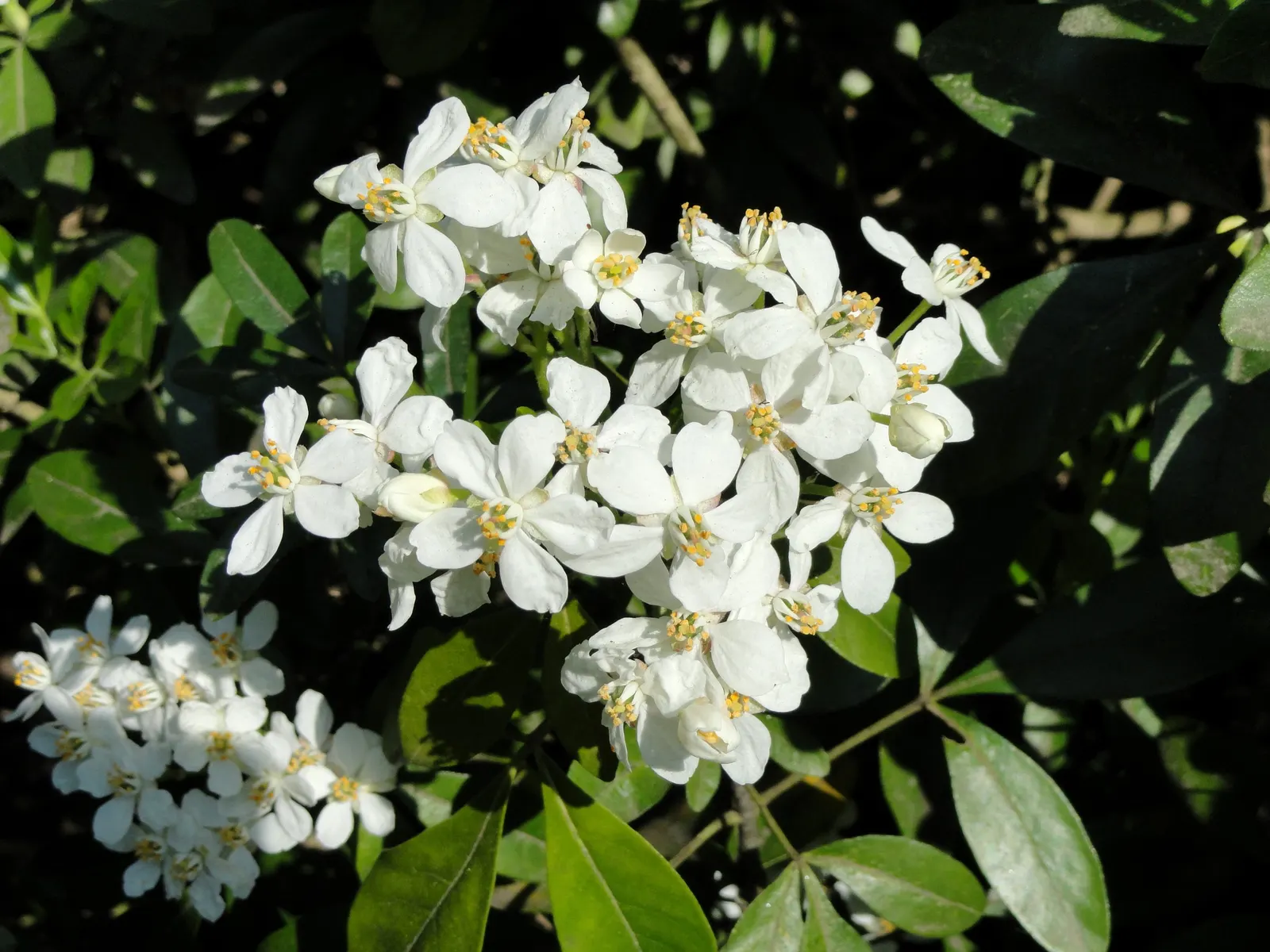Mexican Orange, Mex. Mock Orange (Philadelphus Mexicanus) — serving equally well as a focal point or a lovely backdrop when grouped.<br><br>The foliage