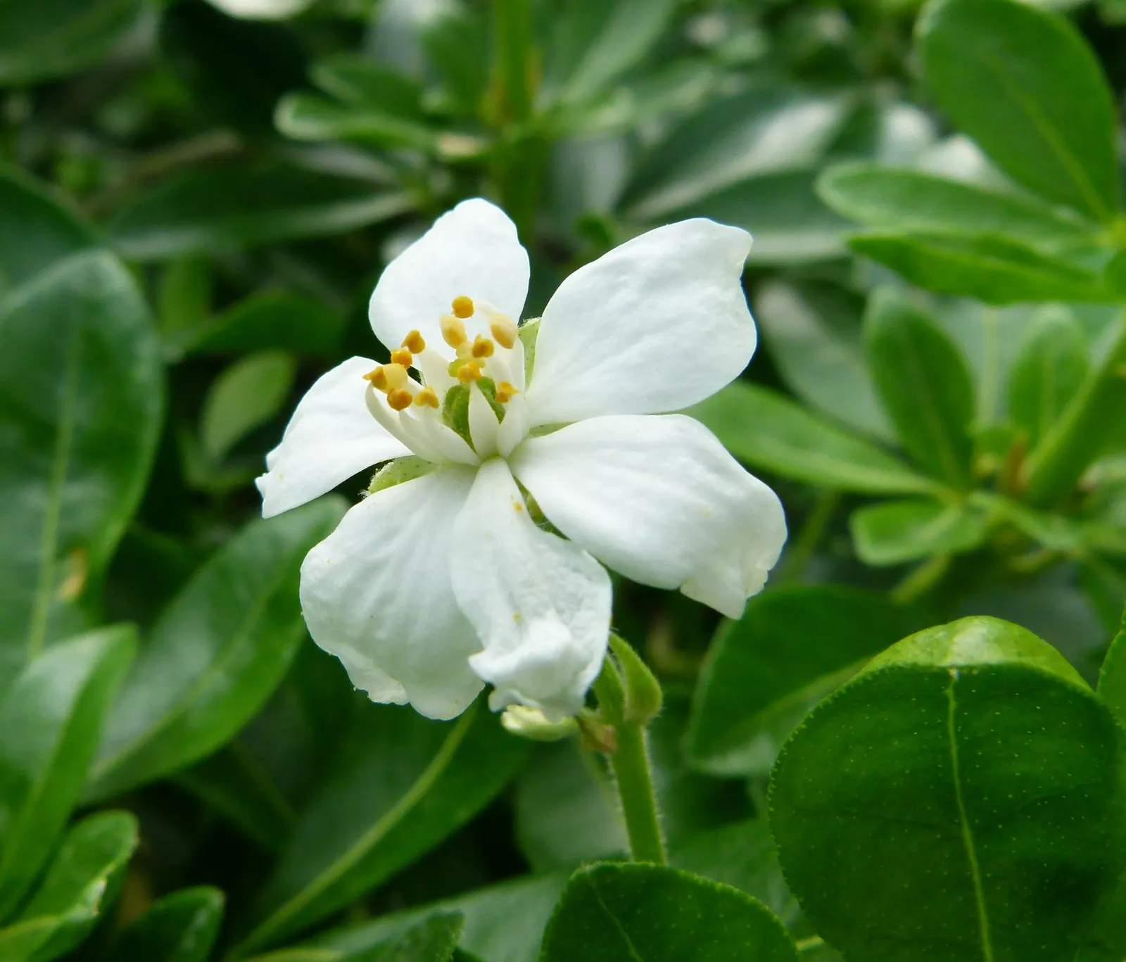 Mexican Orange, Mex. Mock Orange (Philadelphus Mexicanus) — It typically grows to a maturity of about 6 to 8 feet tall and spreads out to an equal, image 34