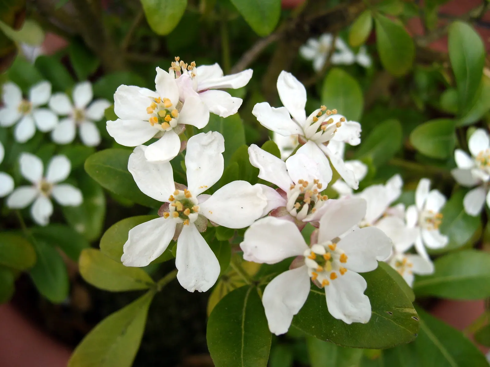 Mexican Orange, Mex. Mock Orange (Philadelphus Mexicanus) — white blossoms that exude a sweet aroma; which is where its common name originates