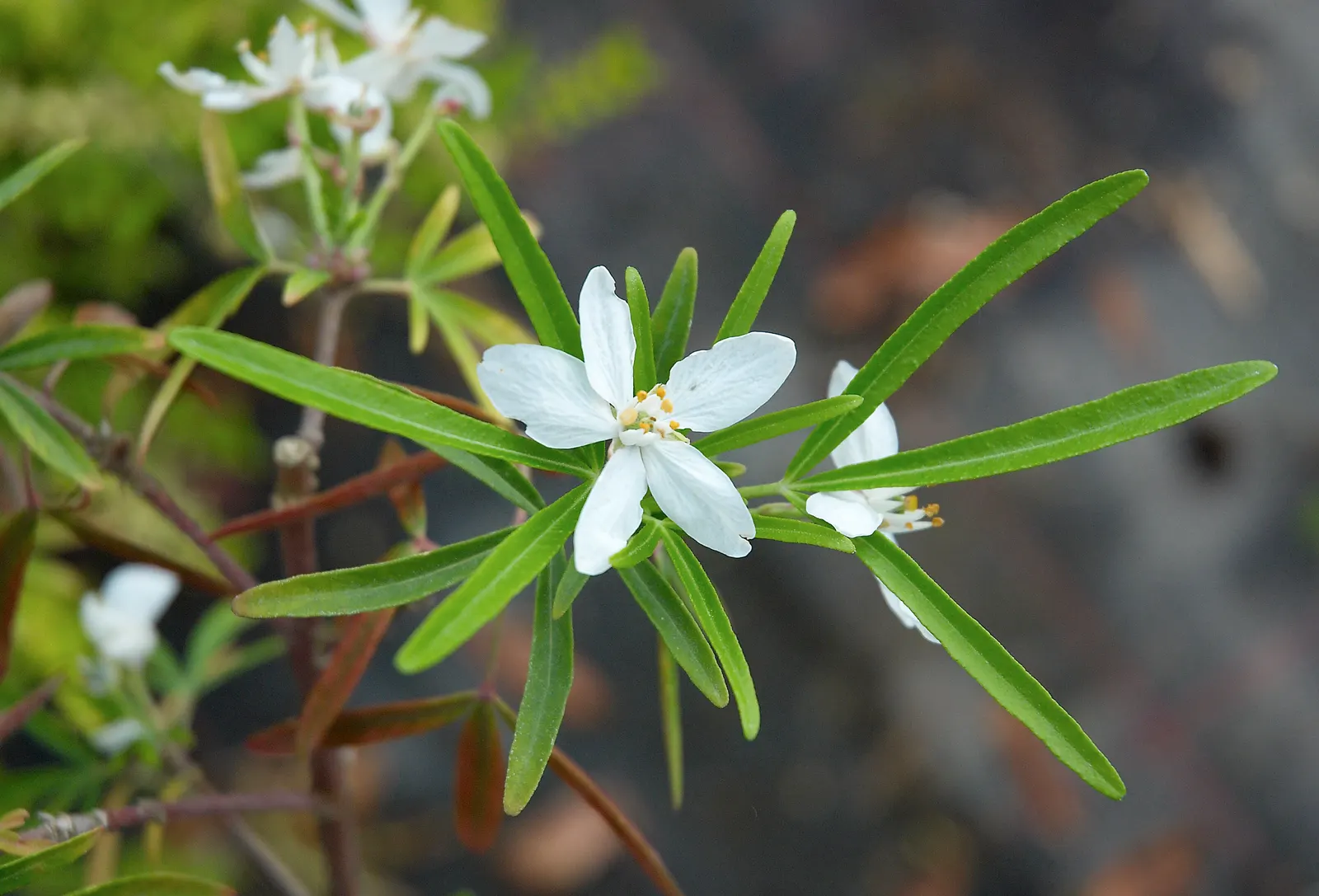 Mexican Orange, Mex. Mock Orange (Philadelphus Mexicanus) — which is where its common name originates