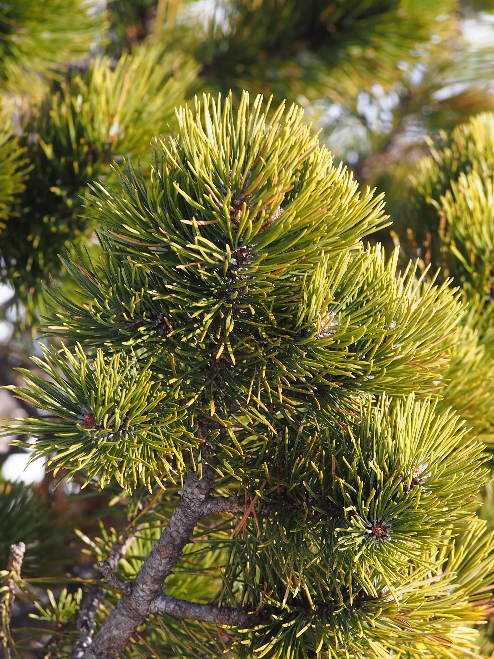 Swiss Stone Pine (Pinus Cembra 'Glauca') — reaching up to 30-40 feet in height with a 15-20-foot spread; and its symmetrical growth habit is visually soothing