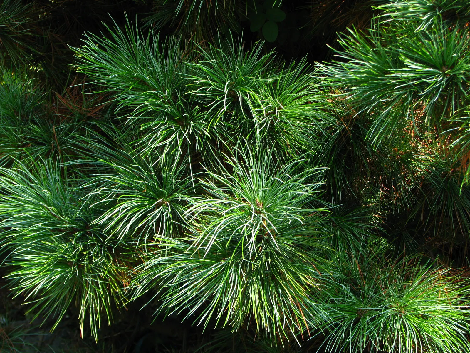 Swiss Stone Pine (Pinus Cembra 'Glauca') — conifer / tree for full