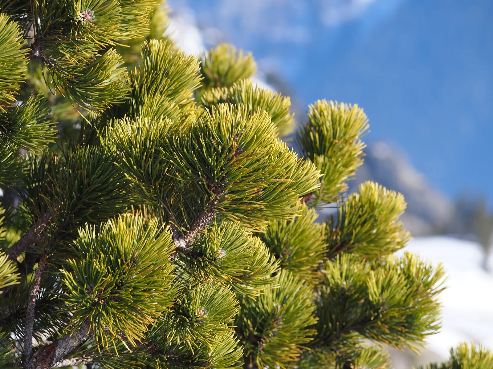 Swiss Stone Pine (Pinus Cembra 'Glauca') — it thrives in full sun to partial shade; is a distinguished conifer renowned for its graceful and durable