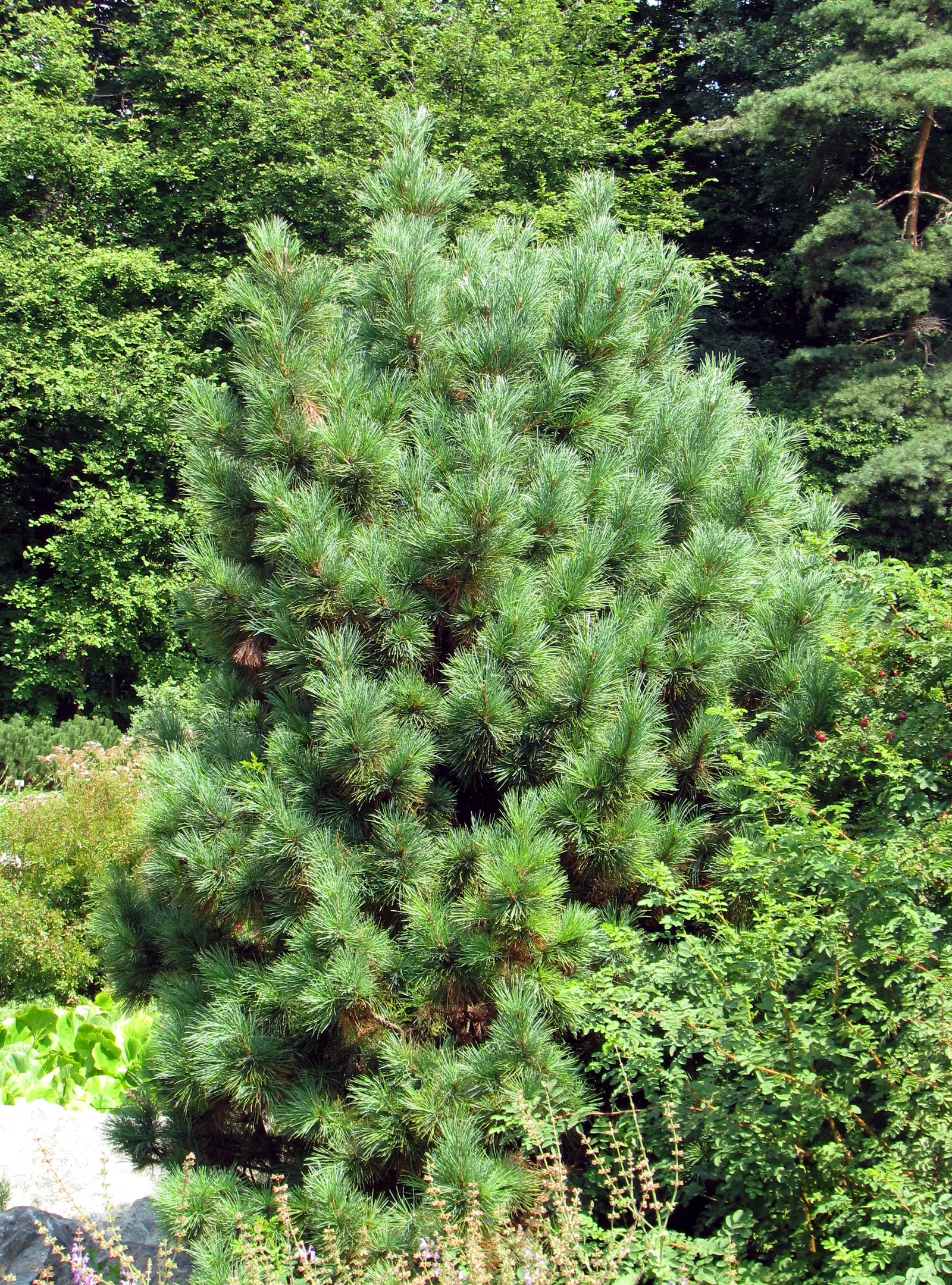 Swiss Stone Pine (Pinus Cembra 'Glauca') — is prized for its compact growth and conical form; it thrives in full sun to partial shade