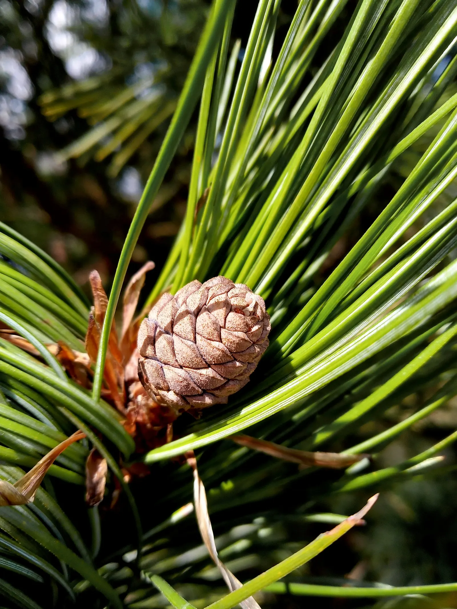 Swiss Stone Pine (Pinus Cembra 'Glauca') — Growing at a tranquil pace