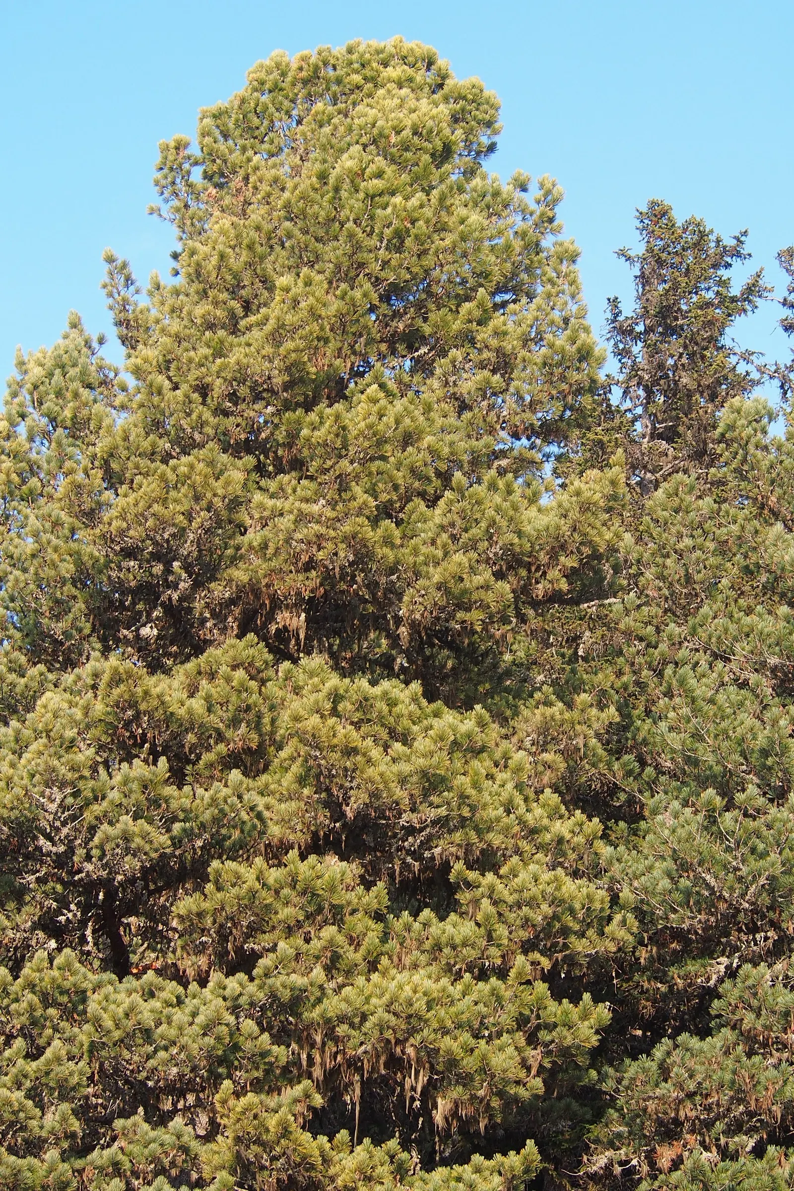 Swiss Stone Pine (Pinus Cembra 'Glauca') — requires well-drained soil