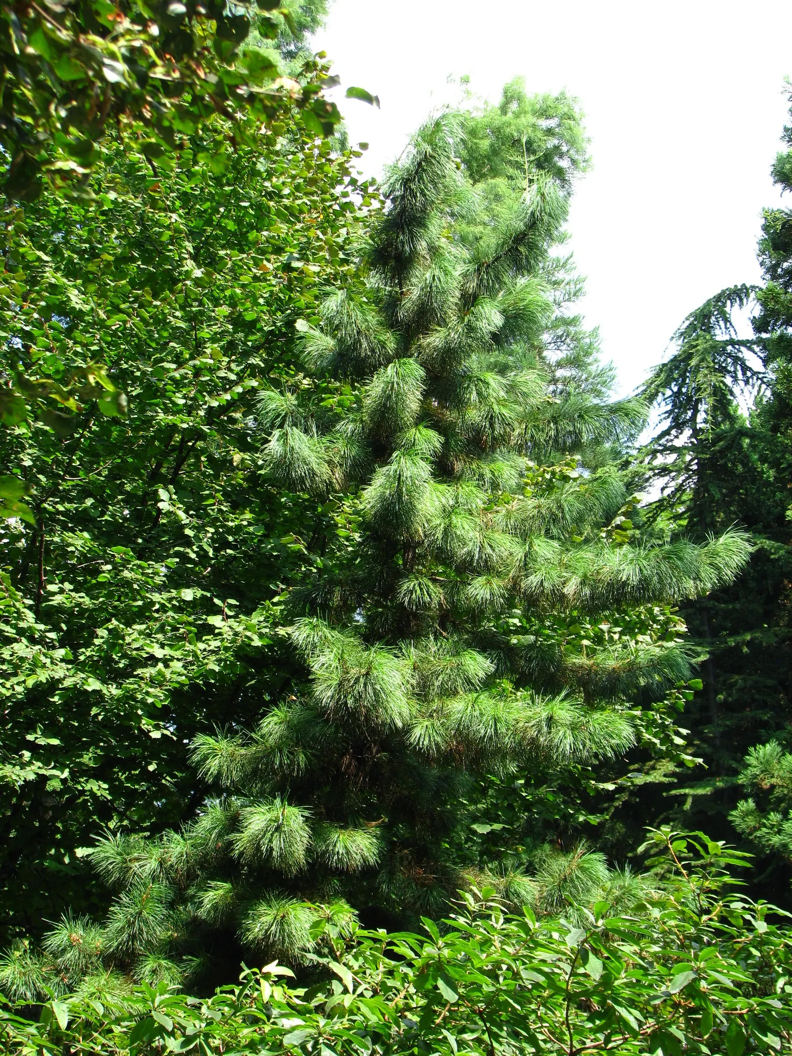 Swiss Stone Pine (Pinus Cembra 'Glauca') — This evergreen offers bluish-green needles that exude a pleasant aroma, making it a sensory delight