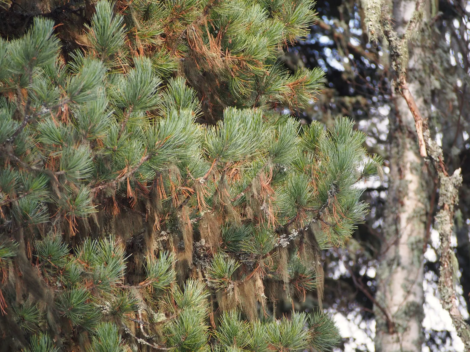 Swiss Stone Pine (Pinus Cembra 'Glauca') — it thrives in full sun to partial shade