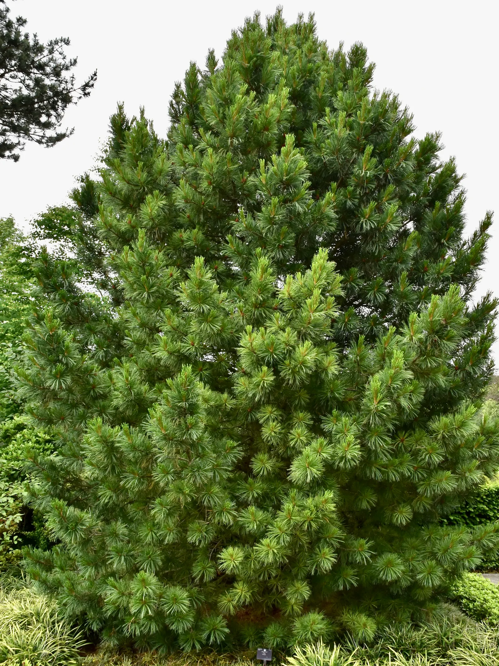Swiss Stone Pine (Pinus Cembra 'Glauca') — Hardy in USDA zones 3 through 7